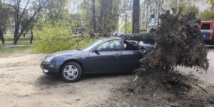 Упавшие деревья и выезды МЧС: последствия непогоды в Могилевской области