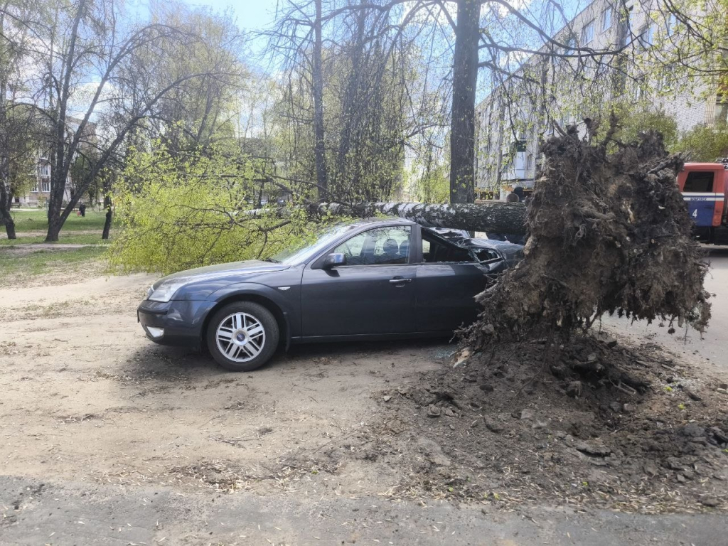 Упавшие деревья и выезды МЧС: последствия непогоды в Могилевской области