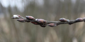 Погода на неделю в Могилевской области: потепление и дожди, возможны грозы