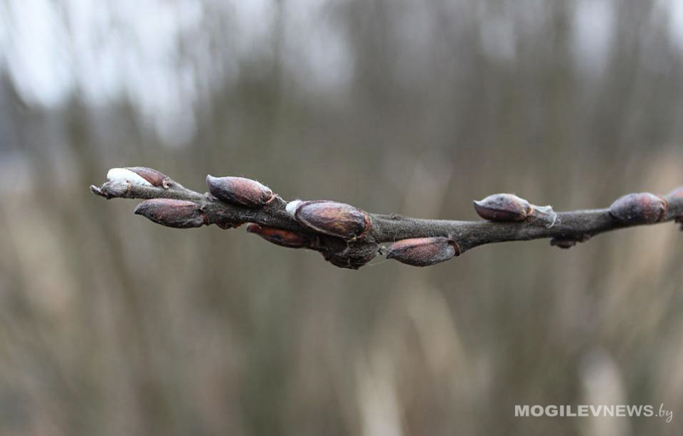 Погода на неделю в Могилевской области: потепление и дожди, возможны грозы