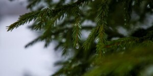 Погода 8 апреля в Могилевской области: сюрпризы весны — ночные заморозки и сильный северный ветер