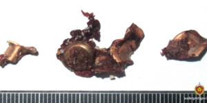 Эксперты подтвердили причастность бобруйчанина к охоте на краснокнижное животное