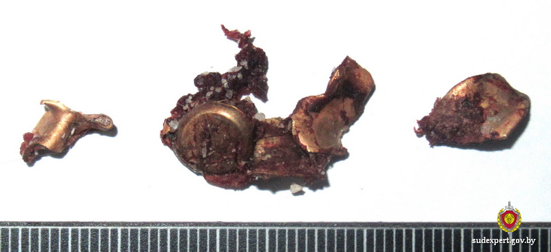 Эксперты подтвердили причастность бобруйчанина к охоте на краснокнижное животное