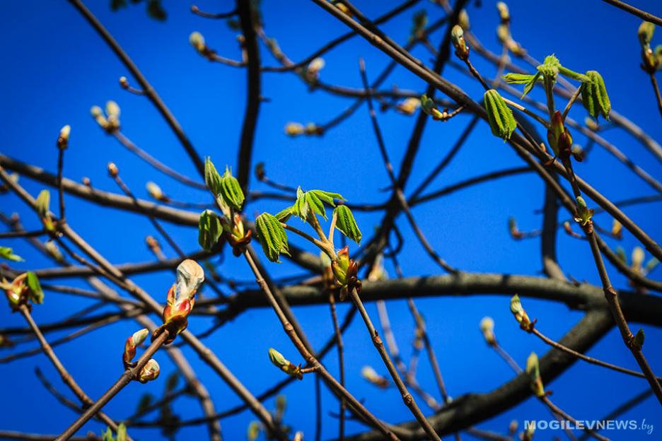Погода 20 апреля в Могилевской области: северный порывистый ветер принесет прохладную погоду