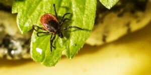 Более 40 человек пострадали от укусов клещей с начала года в Могилевской области