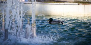 Погода 27 апреля в Могилевской области: ветер до 24 м/с и местами -3°С в ночные часы