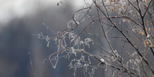 Погода на неделю: эхо зимы с заморозками и мокрым снегом в Могилевской области