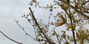 Погода 1 мая в Могилевской области: ночью холодно, днем местами дожди