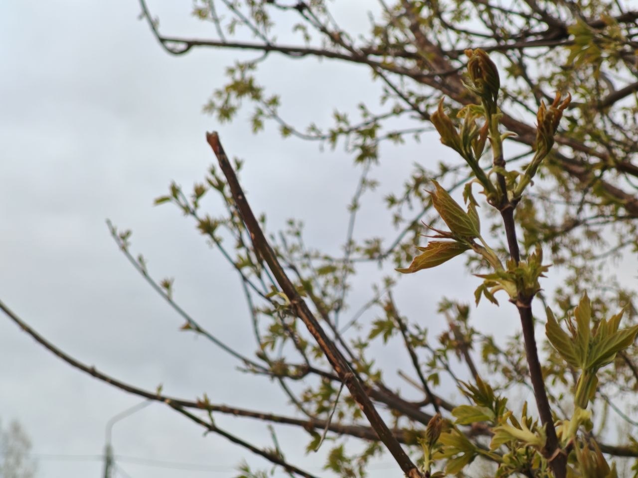 Погода 1 мая в Могилевской области: ночью холодно, днем местами дожди