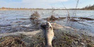 О гибели рыбы в водоемах: причина установлена, ситуация на контроле