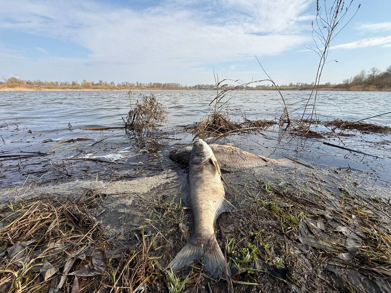 О гибели рыбы в водоемах: причина установлена, ситуация на контроле