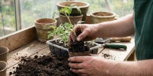 Когда пикировать рассаду: точные сроки и 3 ошибки, которые тормозят рост