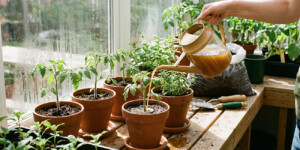 Чем подкормить рассаду после пикировки: схема, которая ускоряет рост в 2 раза