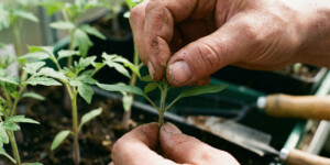 Нужно ли прищипывать рассаду томатов: когда это действительно увеличивает урожай