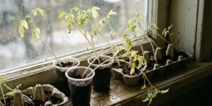 Почему вытягивается рассада: причины и как исправить за три шага