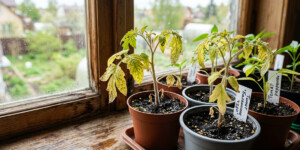 Почему желтеет рассада: 5 причин и что делать прямо сейчас