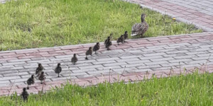 Погода 17 апреля в Могилевской области: не выше +13°С, временами дожди