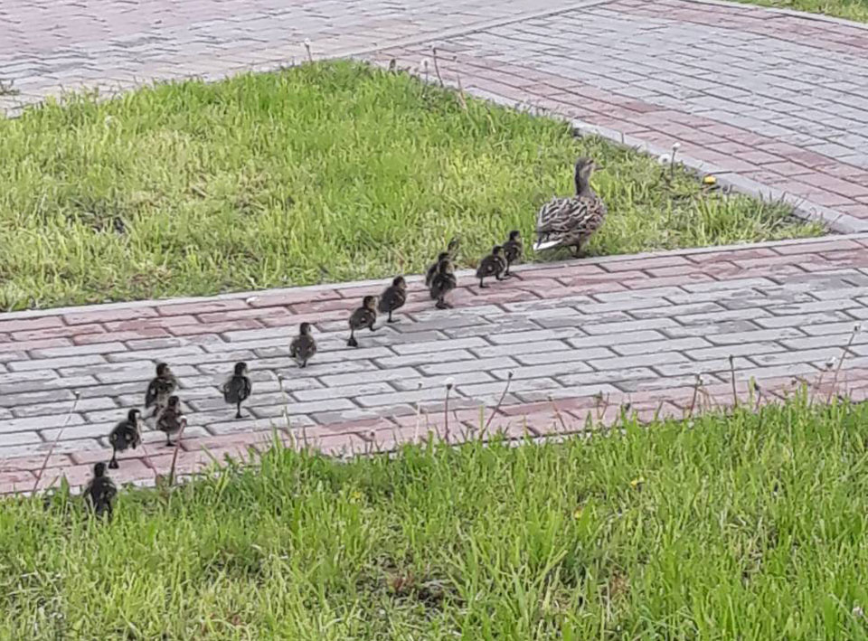 Погода 17 апреля в Могилевской области: не выше +13°С, временами дожди