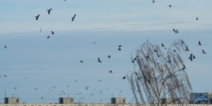 Оранжевый уровень опасности в связи с сильным ветром объявлен в Могилевской области на ближайшие дни