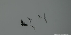 Погода на 5 апреля в Могилевской области: сильный ветер, ночью — дождь, днем — не выше +15°C