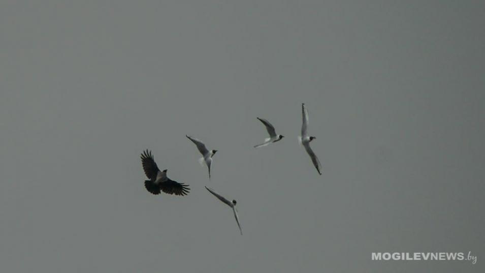 Погода на 5 апреля: сильный ветер, ночью – дождь и не выше +15°Ϲ днем в Могилевской области