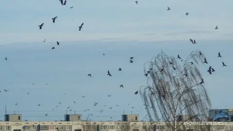 Погода на выходные: ветрено и прохладно ожидается в Могилевской области