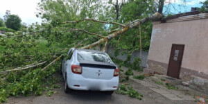Непогода в Могилевской области повалила 88 деревьев за сутки