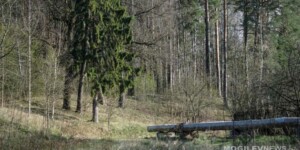 Ограничение на посещение лесов введены почти во всей Могилевской области