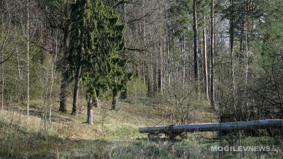 Ограничение на посещение лесов введены почти во всей Могилевской области