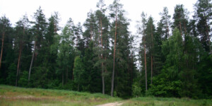 Площадь лесных земель Могилевской области уменьшилась