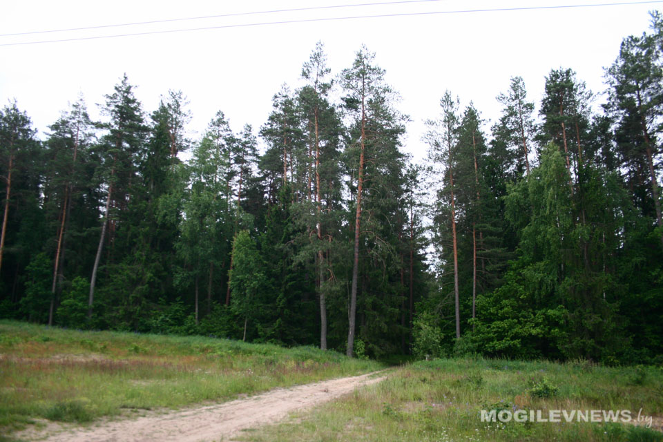 Площадь лесных земель Могилевской области уменьшилась