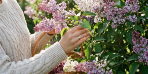 Когда за сорванную сирень не накажут: пояснение специалистов