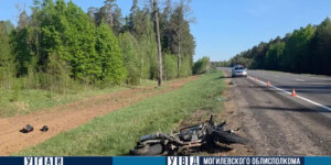 Под Могилевом мотоциклист врезался в выбежавшего на дорогу лося