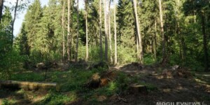 Гослесохрана перейдет на усиленную охрану лесов от пожаров в выходные дни