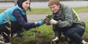 24 тысячи саженцев бархатцев и агератума украсили клумбы Октябрьского района Могилева