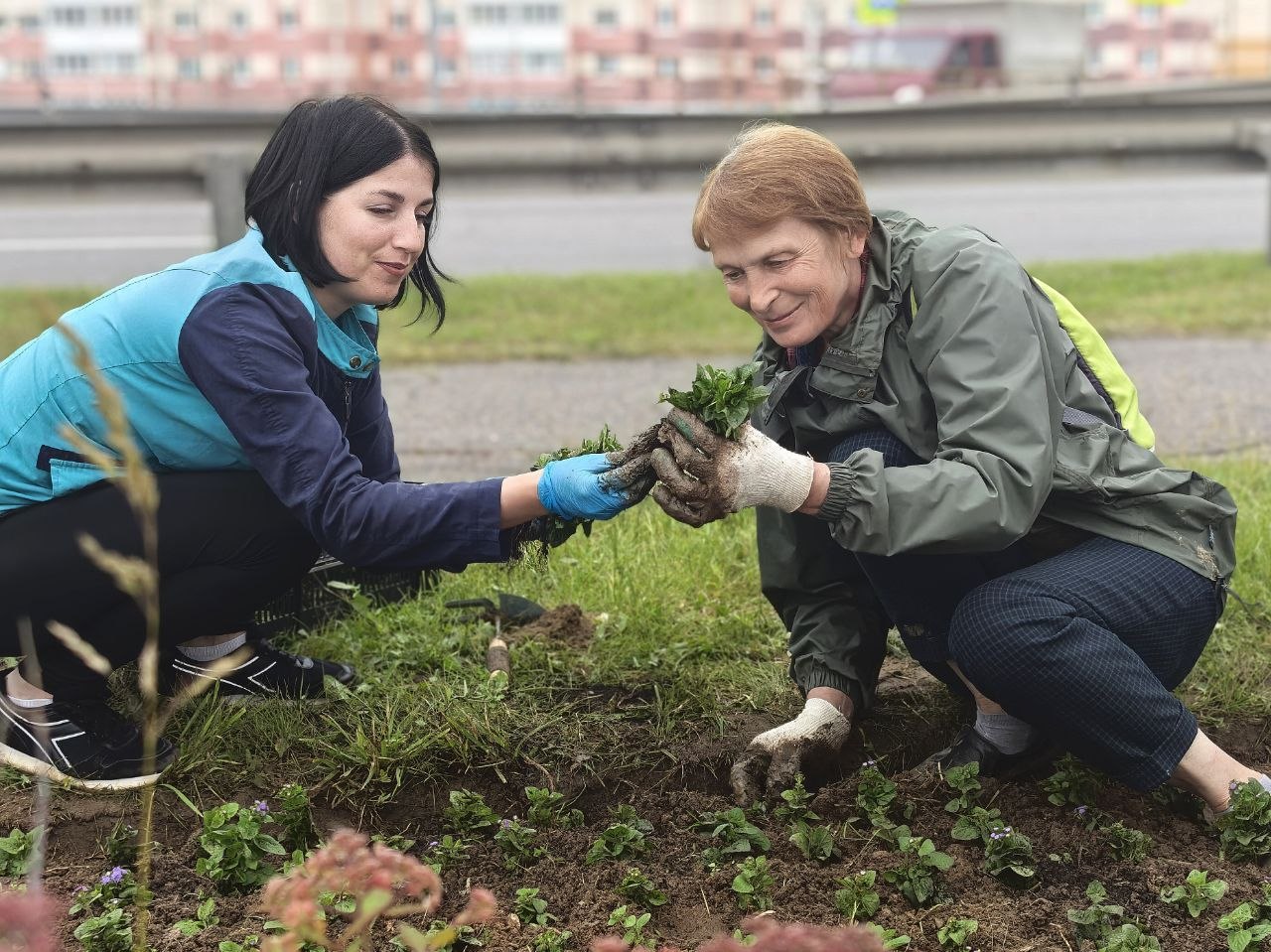 24 тысячи саженцев бархатцев и агератума украсили клумбы Октябрьского района Могилева
