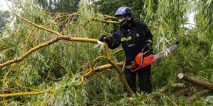 В Бобруйском районе шквалистый ветер повалил более 70 деревьев