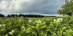 Погода 9 июля в Могилевской области: насколько градусов снизится температура воздуха, рассказали синоптики