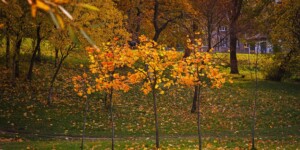 Погода 21 октября в Могилевской области: облачно с прояснениями и практически без осадков